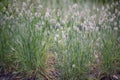 Bunny tails grass Lagurus ovatus with fluffy panicles